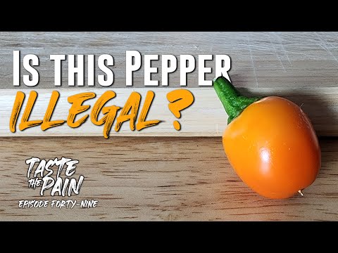 YouTube video thumbnail